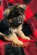 German Shepherd Puppies for sale in Rochester, NH 03868, USA. price: NA