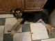 German Shepherd Puppies for sale in Roy, UT, USA. price: NA