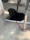German Shepherd Puppies for sale in Argora Chowk, Argora Housing Colony, Argora, Ranchi, Jharkhand 834002. price: 14999 INR
