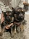 German Shepherd Puppies for sale in Pueblo, CO, USA. price: $500