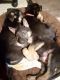 German Shepherd Puppies for sale in Sharpsburg, GA 30277, USA. price: NA