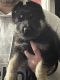 German Shepherd Puppies for sale in Rockdale, TX 76567, USA. price: NA