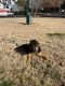 German Shepherd Puppies for sale in Lawrenceville, GA, USA. price: NA