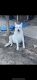 German Shepherd Puppies for sale in Grand Prairie, TX, USA. price: NA