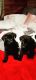 German Shepherd Puppies for sale in Stanwood, WA 98292, USA. price: $300