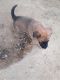 German Shepherd Puppies for sale in Moultrie, GA 31788, USA. price: NA