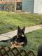 German Shepherd Puppies for sale in Hummelstown, PA 17036, USA. price: $10,000