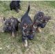 German Shepherd Puppies for sale in Lisbon, CT, USA. price: NA