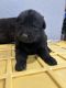 German Shepherd Puppies for sale in 5001 S Buckner Blvd, Dallas, TX 75227, USA. price: NA