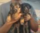 German Shepherd Puppies for sale in Sector 5, Ghansoli, Navi Mumbai, Maharashtra 400701, India. price: 20000 INR