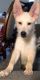 German Shepherd Puppies for sale in Lewisville, TX 75057, USA. price: NA