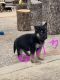 German Shepherd Puppies for sale in Fort Worth, TX, USA. price: NA