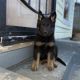 German Shepherd Puppies for sale in Knoxville, TN, USA. price: $600