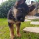 German Shepherd Puppies for sale in 31025 Sweetwater Dr, Steamboat Springs, CO 80487, USA. price: $500