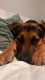 German Shepherd Puppies for sale in Pinellas Park, FL, USA. price: NA