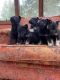 German Shepherd Puppies for sale in Skillman, NJ 08558, USA. price: NA
