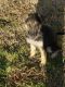 German Shepherd Puppies for sale in Grand Prairie, TX 75052, USA. price: NA