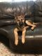 German Shepherd Puppies for sale in Manvel, TX, USA. price: NA