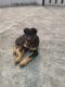 German Shepherd Puppies for sale in Neb Sarai, Block J, Saket, New Delhi, Delhi 110017, India. price: 4999 INR