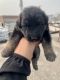 German Shepherd Puppies for sale in Hirapur, Pandey Muhalla, Dhanbad, Jharkhand 826001, India. price: 20000 INR