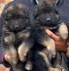 German Shepherd Puppies for sale in 6, Jaipur Golden Hospital Rd, Pocket 1, Sector 3A, Rohini, Delhi, 110085, India. price: 11000 INR