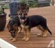 German Shepherd Puppies for sale in New York, NY 10036, USA. price: NA