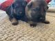 German Shepherd Puppies for sale in Lyndon, VT, USA. price: $2,000