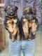 German Shepherd Puppies for sale in New Delhi, Delhi, India. price: 20000 INR