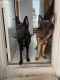 German Shepherd Puppies for sale in East Granby, CT, USA. price: $1,500