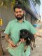 German Shepherd Puppies for sale in Sector 2, Shanti Nagar, Mira Road, Mira Bhayandar, Maharashtra 401107, India. price: 16000 INR