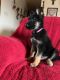 German Shepherd Puppies for sale in Waterbury, CT, USA. price: $900