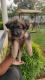 German Shepherd Puppies for sale in Kalyan West, Kalyan, Maharashtra 421301, India. price: 30000 INR