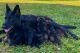 German Shepherd Puppies for sale in Richwood, TX 77515, USA. price: NA