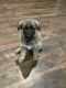German Shepherd Puppies for sale in Pampa, TX 79065, USA. price: NA