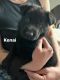 German Shepherd Puppies for sale in 640 S 1050 W, Tooele, UT 84074, USA. price: NA