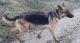 German Shepherd Puppies for sale in Kashipur, Uttarakhand 244713, India. price: 10000 INR