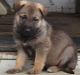 German Shepherd Puppies for sale in Ashville, AL, USA. price: NA