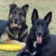 German Shepherd Puppies for sale in Norman, OK 73071, USA. price: NA
