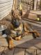 German Shepherd Puppies for sale in Heiskell, TN, USA. price: NA