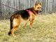German Shepherd Puppies for sale in Kankakee, IL, USA. price: NA