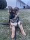 German Shepherd Puppies for sale in Indianapolis, IN, USA. price: NA