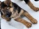 German Shepherd Puppies for sale in Baca County, CO, USA. price: NA