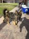 German Shepherd Puppies for sale in Fresno, CA, USA. price: NA