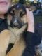 German Shepherd Puppies for sale in Lake Stevens, WA 98258, USA. price: $400