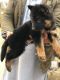 German Shepherd Puppies for sale in Mumbai, Maharashtra, India. price: NA