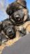 German Shepherd Puppies for sale in North Hollywood, Los Angeles, CA, USA. price: $2,200