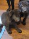 German Shepherd Puppies for sale in Colorado Springs, CO, USA. price: $700