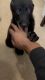 German Shepherd Puppies for sale in Powder Springs, GA, USA. price: NA