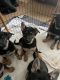 German Shepherd Puppies for sale in Farmington, NH, USA. price: $1,000