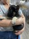 German Shepherd Puppies for sale in Rising Sun, IN 47040, USA. price: NA